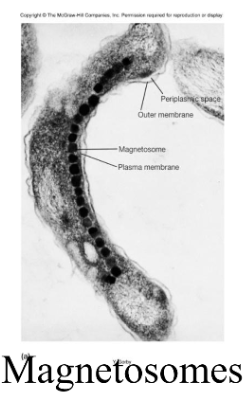 <p>magnetosomes</p>