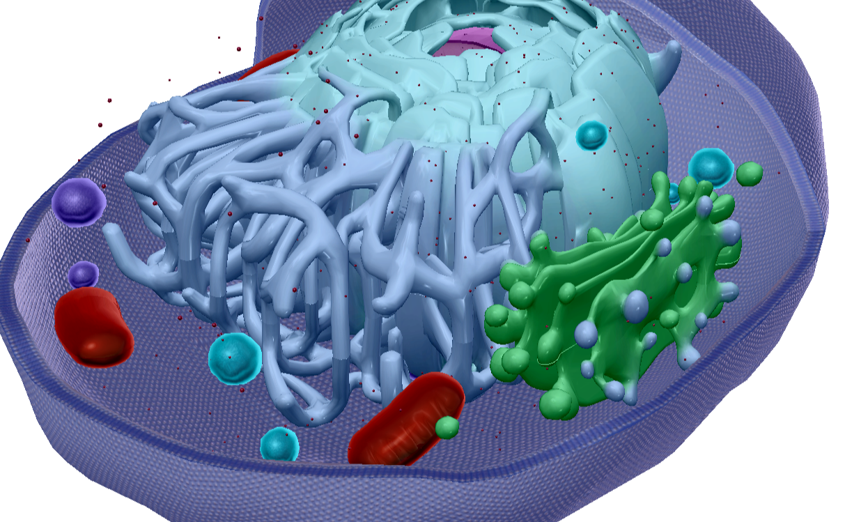 <p>Capsules inside the cell that contain digestive enzymes. Their function is to break down substances consumed by the cell or to recycle waste</p>