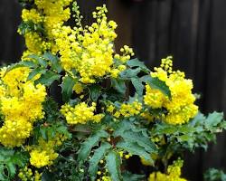 <p>Oregon grape</p>