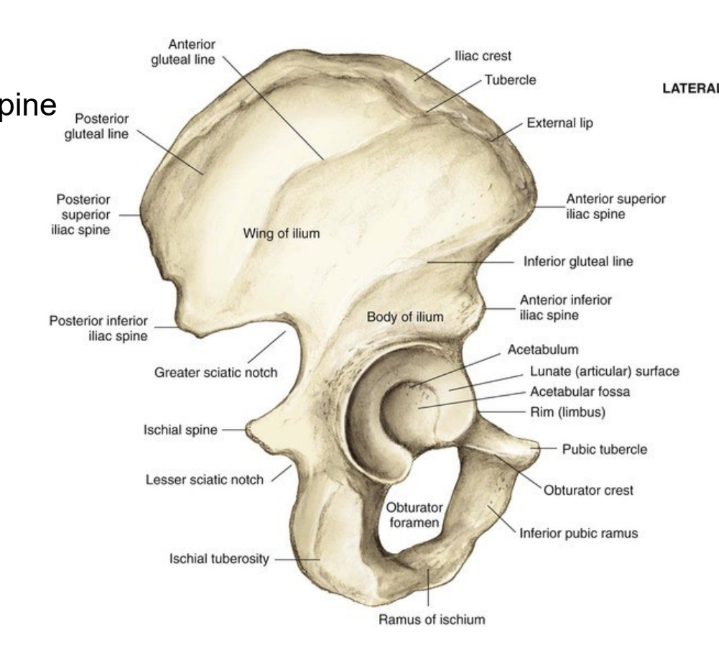 <ul><li><p>iliac crest</p></li><li><p>ASIS</p></li><li><p>greater sciatic notch</p></li><li><p>lesser sciatic notch</p></li><li><p>acetabulum</p></li><li><p>ala (wing) of ilium</p></li><li><p>ischial spine</p></li><li><p>ischial tuberosity</p></li><li><p>obturator foramen</p></li><li><p>pubic tubercle</p></li></ul><p></p>