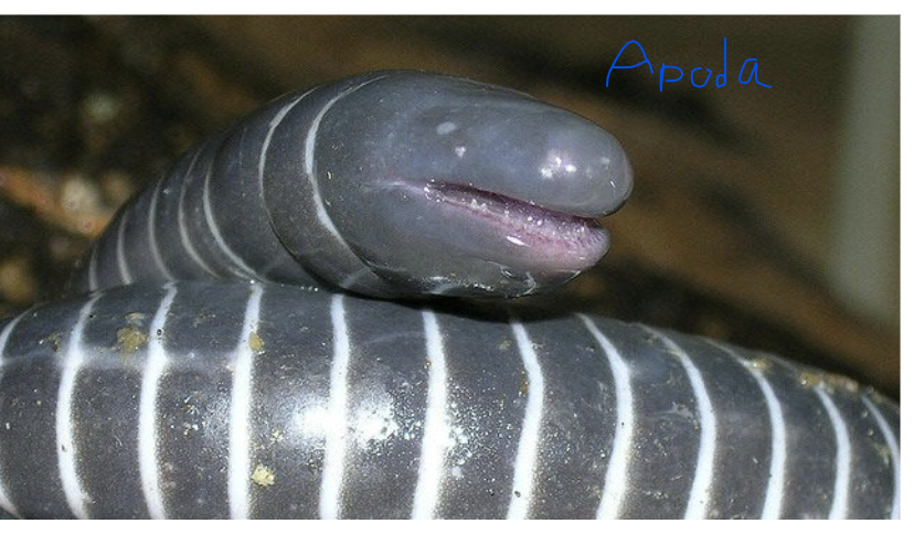 <p>Distinguishing the Three Lissamphibian Clades</p>