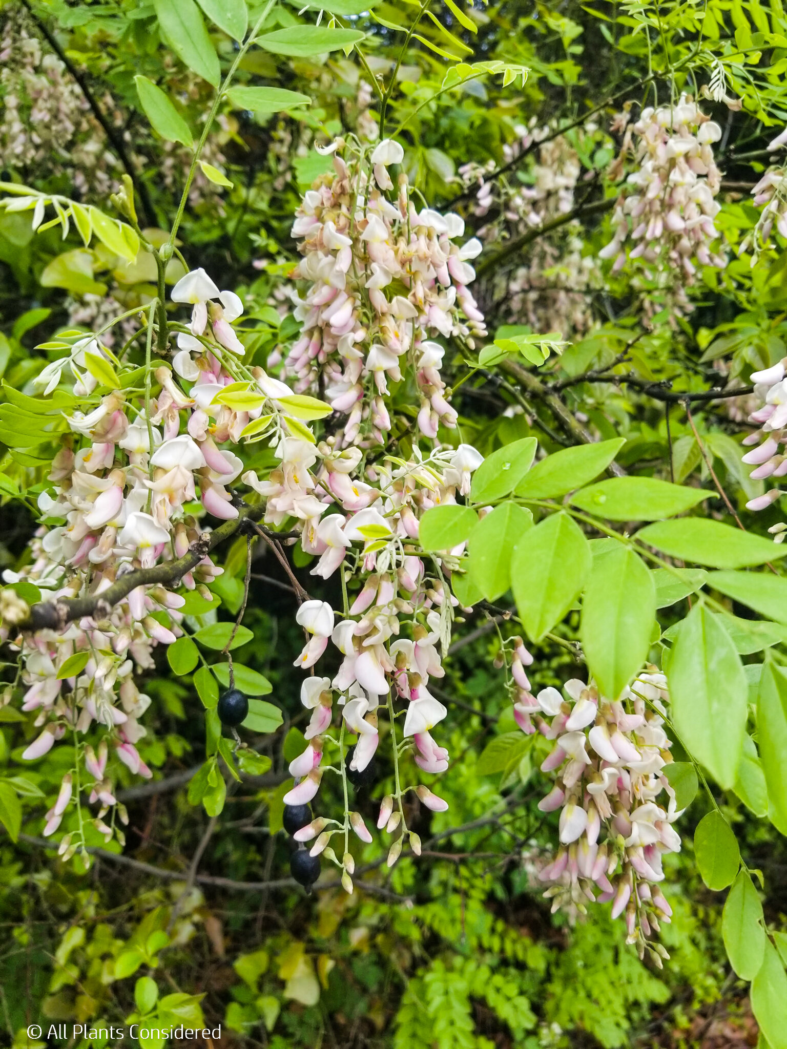 <p>Texas sophora/Eve’s necklace</p>