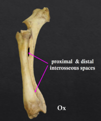 <p>TWO- proximal and distal interosseous spaces</p>