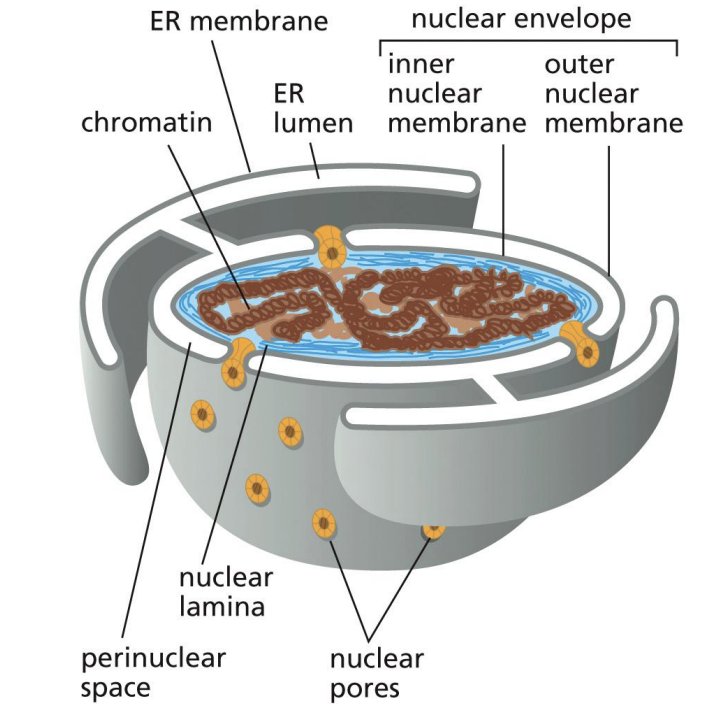 <p>Nuclear Lamina, formed by Intermediate Filaments<br>Broken down by Kinases during Mitosis, reformed by Phosphotases</p>