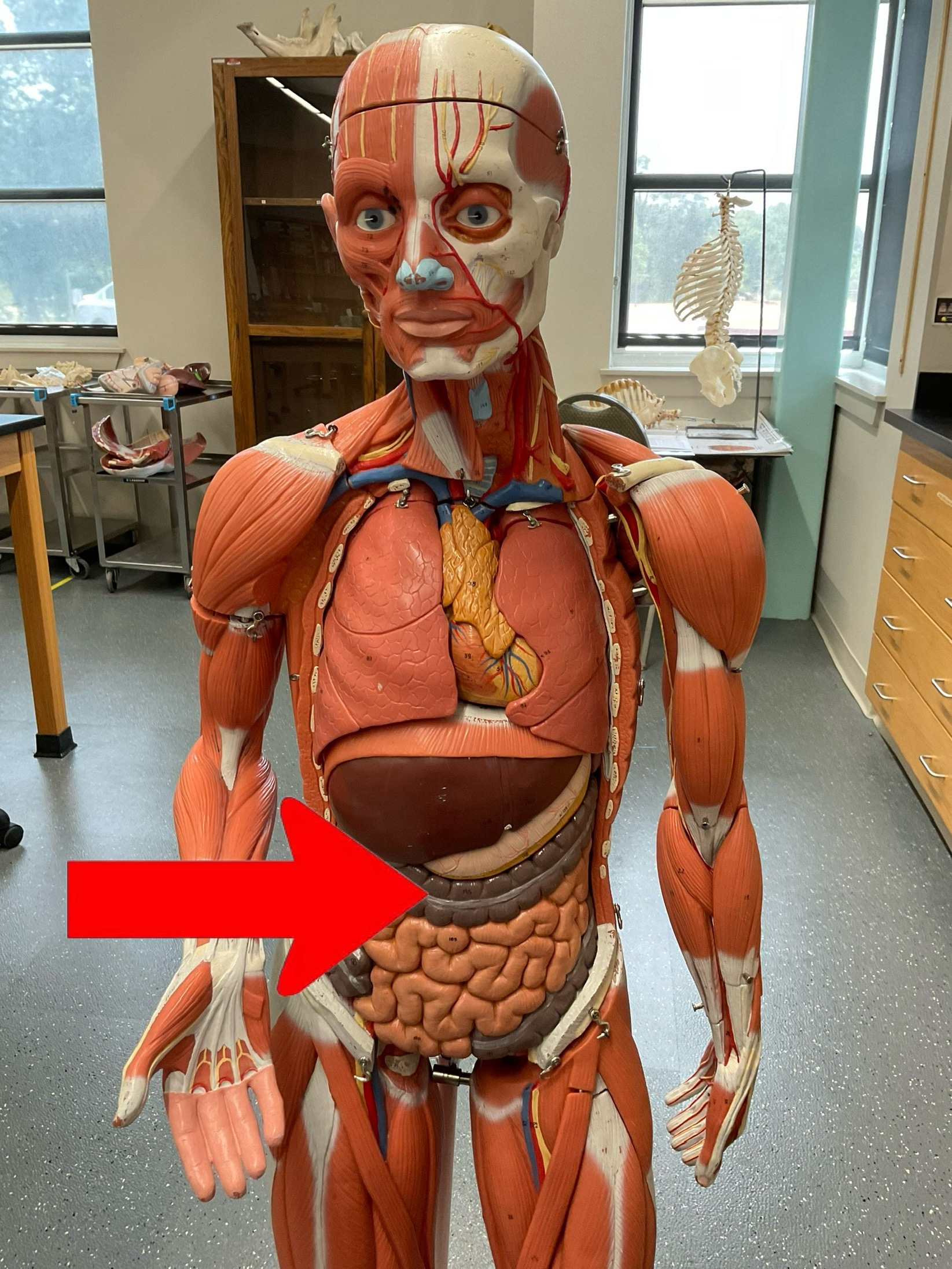 term image