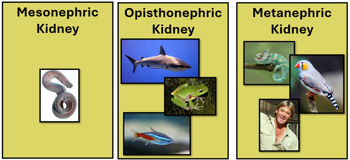 <ul><li><p>Mesonephric Kidney</p></li><li><p>Opisthonephric Kidney</p></li><li><p>Metanephric Kidney</p></li></ul><p></p>