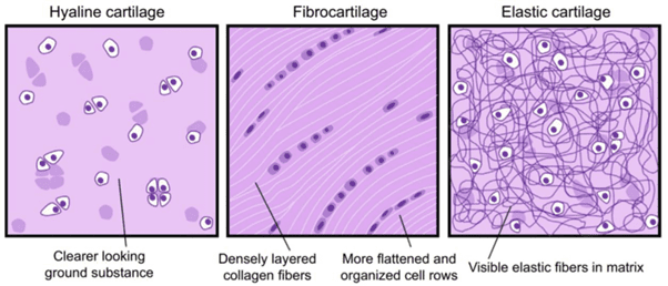 <p>Hyaline cartilage, elastic cartilage, and fibrocartilage.</p>