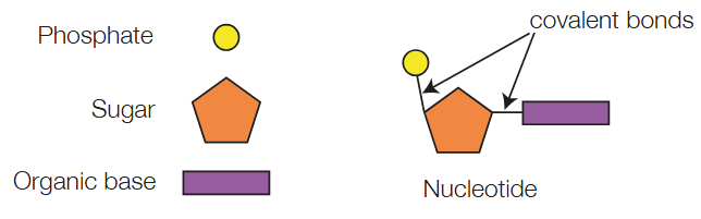 <p>Phosphate of one nucleotide is attached to the sugar of the next. This creates a sugar-phosphate backbone, resulting in one end of the strand ending in a phosphate and the other in a sugar.</p><p>Comprised of a 5-carbon sugar, a phosphate group, and a nitrogenous base</p><p>The end with phosphate is called the 5' end, the beginning of the DNA strand. The opposite is a sugar molecule, the 3' end. - two strands of DNA are antiparallel</p><p>So DNA is written from 5' to 3' direction</p><p>The phosphate is negatively charged, so DNA is negatively charged.</p>