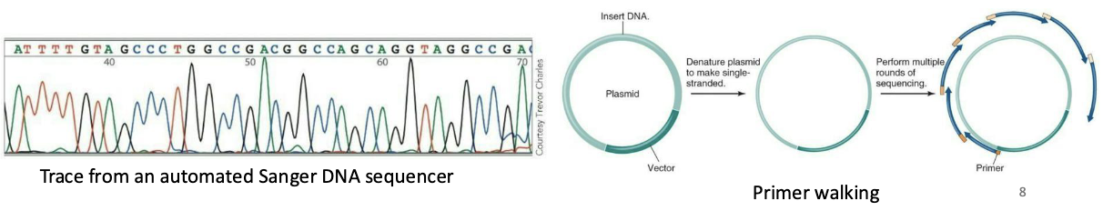 <p><strong>Sanger, or dideoxy, sequencing – method improvements</strong></p><ul><li><p>The use of thermostable polymerases, allows multiple rounds of synthesis from a single template strand</p></li><li><p>Automated methods using fluorescent labels instead of radioactive labels are safer, cheaper, and easier. Each ddNTP can labeled with a different fluorescent dye.</p></li><li><p>Sequences of 700 to 1,000 bases obtained cheaply in hours.</p></li><li><p>Longer sequences obtained by “primer walking,” using repeated rounds of sequencing with primers complementary to the end of the last segment sequenced (not possible for LARGE genomes like human genome)</p></li></ul><p></p>