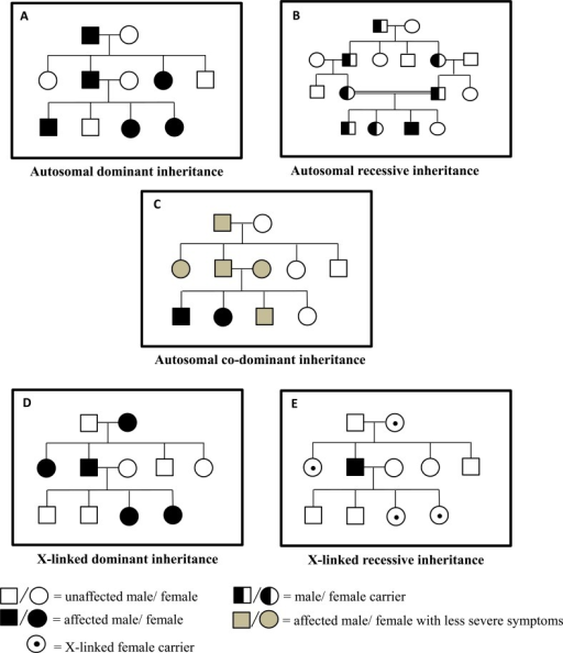 <p>What are:</p><ul><li><p>autosomal recessive</p></li><li><p>autosomal dominant</p></li><li><p>x-linked recessive</p></li><li><p>x-linked dominant traits?</p></li></ul><p></p>