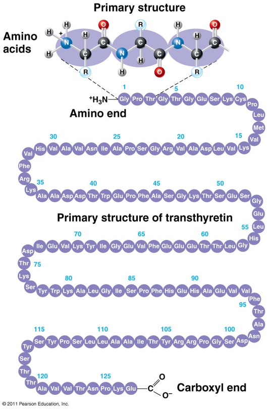 <ul><li><p><span style="font-family: "Gill Sans MT";">The amino acid sequence</span></p></li><li><p><span style="font-family: "Gill Sans MT";">DNA (genes) tell the cell what order to put the amino acids in</span></p></li><li><p><span style="font-family: "Gill Sans MT";">The primary structure helps to dictate the secondary and tertiary structure</span></p></li><li><p><span style="font-family: "Gill Sans MT";">Chemical nature of backbone and R-groups</span></p></li></ul><p></p>