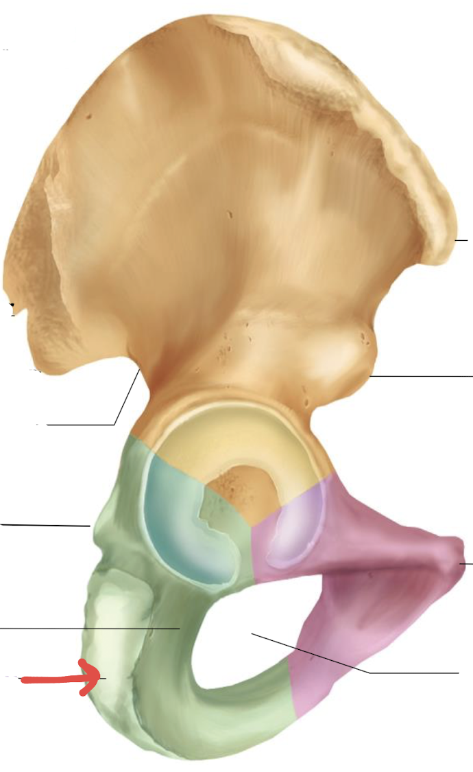 <p>what is this part of the hip?</p>