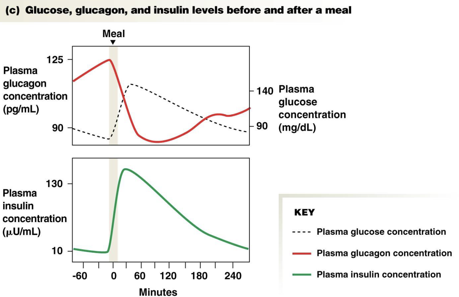 <ul><li><p>Insulin</p><ul><li><p>A high glucose concentration in the blood</p></li></ul></li></ul><p>Glycogen synthesis and lipid synthesis</p>
