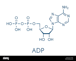 <p>ADP</p><ul><li><p><span>acts as the primary precursor for ATP regeneration and a product of energy-releasing reactions</span></p></li></ul><p></p>