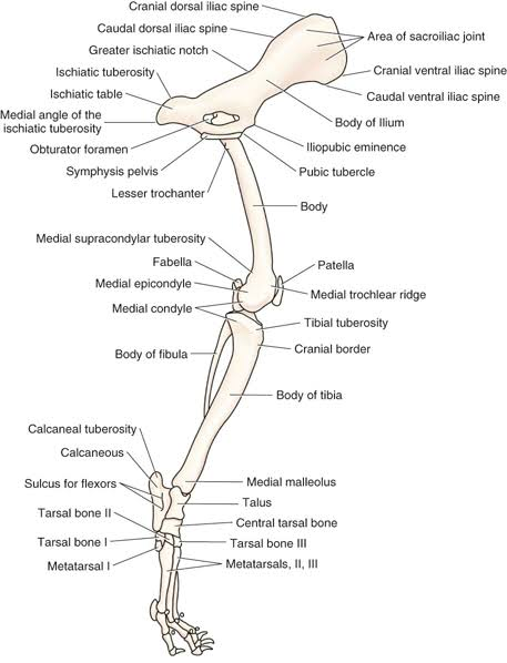 <p>distal tibia </p>