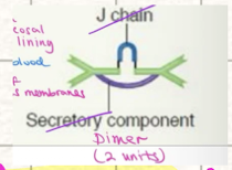 <ul><li><p>structure: <mark data-color="yellow" style="background-color: yellow; color: inherit;">mostly dimer in secretions </mark>→ tears, saliva, breast milk (can be monomer when on mucosal lining)</p></li><li><p>location: mucus membrane surfaces/secretions</p></li><li><p>fxn: prevent attachment of pathogens to mucus membranes</p></li><li><p>abundance: MOST abundant in <mark data-color="yellow" style="background-color: yellow; color: inherit;">body</mark> (b/c mucus membrane) &amp; 13% of serum antibodies</p></li></ul><p></p>