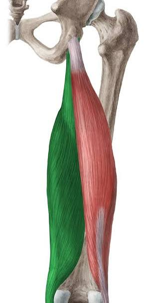 <p>flat, broad, membranous muscle</p><p>lies deep to ST</p><ul><li><p>origin</p><ul><li><p>ischial tuberosity</p></li></ul></li><li><p>insertion</p><ul><li><p>posterior medial condyle of tibia</p></li></ul></li><li><p>innervation</p><ul><li><p>tibial division of sciatic nerve</p></li></ul></li><li><p>action</p><ul><li><p>extends hip, flexes knee, medially rotates flexed leg</p></li><li><p>helps stabilize knee joint</p></li></ul></li></ul><p></p>