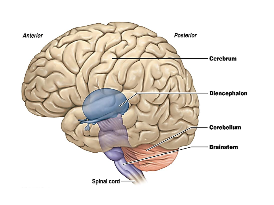 <p>The largest and most complex part of the nervous system. It oversees various aspects of physiology, including sensation and perception, movement, and cognition.</p><p>Consists of four divisions, each distinct in the type of input it receives and where it sends its output:</p><ul><li><p>Cerebrum</p></li><li><p>Diencephalon</p></li><li><p>Cerebellum</p></li><li><p>Brainstem</p></li></ul><p></p>