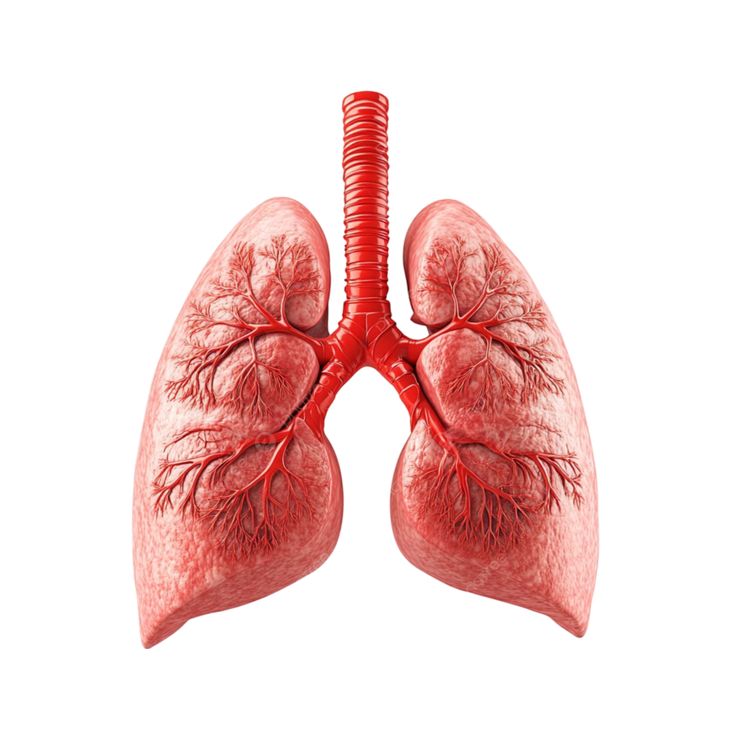<p>The lungs are the primary organs of the respiratory system.</p>