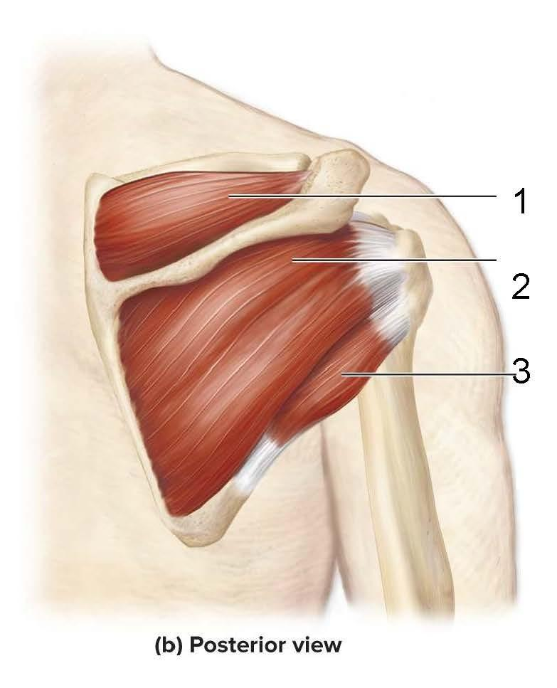 <p>supraspinatus, infraspinatus, teres minor</p>