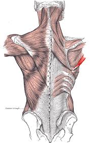 <p>Extends, adducts, and medially rotates the arm</p>