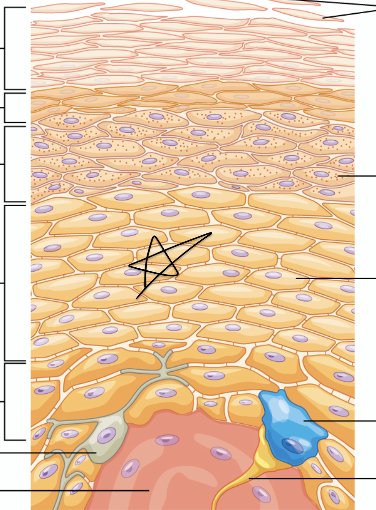 <p>Layer of spiny-looking keratinocytes joined by desmosomes</p>