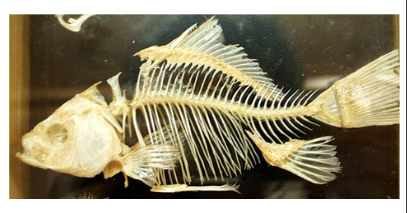<p>This is a skeleton of a perch, it’s in class _________, its skeleton is made of ______, and its muscles are <strong>OR</strong> are not attached to the skeleton by tendons.</p>