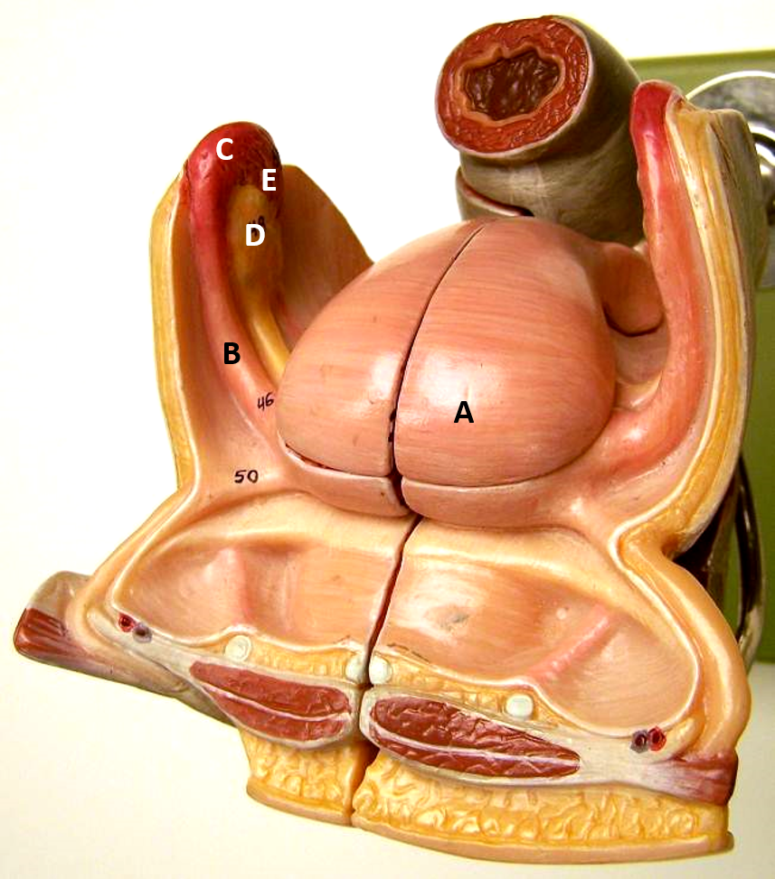 <p>b</p>