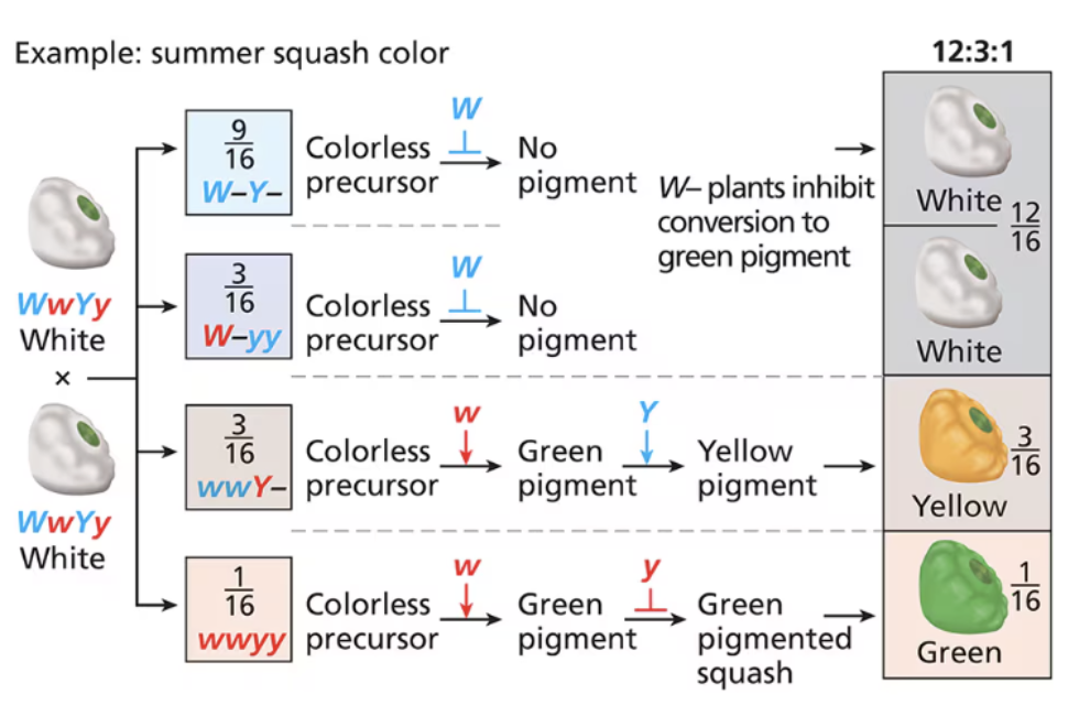 <p><span style="background-color: transparent;">the dominant allele of the first gene suppresses the expression of the second gene</span></p><ul><li><p><span style="background-color: transparent;">13:3</span></p></li></ul><p></p>