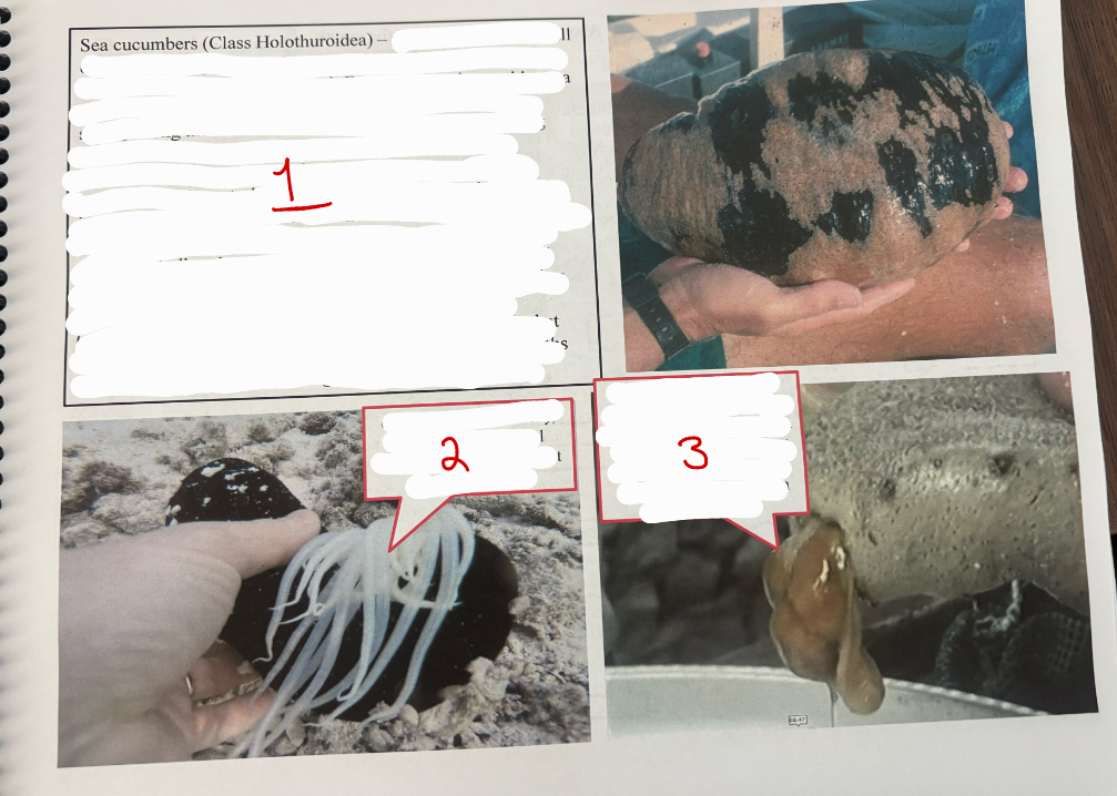 <p>Class Holothuroidea</p>