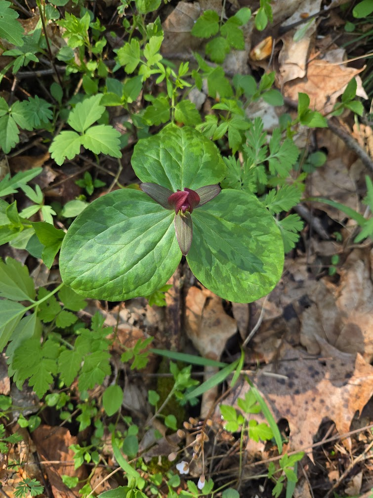 <p><strong>(<em>Trillium sessile</em>)</strong><span> – Maroon to reddish flower sitting directly on leaves (no stalk). Woodlands. </span><strong>Autotroph; mycorrhizal.</strong><br><strong>Uses:</strong><span> Ornamental; not edible.</span></p>