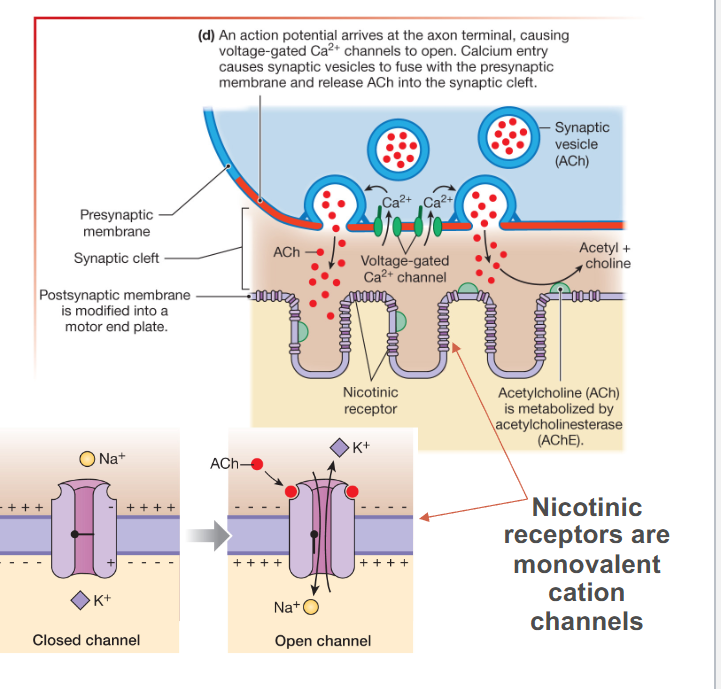 <p>ACh is always excitatory at the NMJ</p>