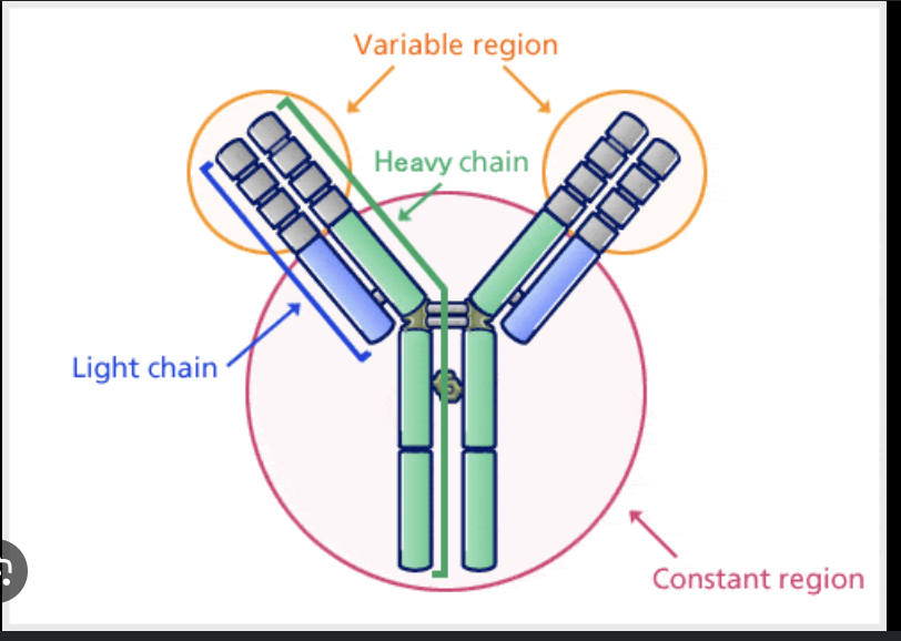 <p>Which region determines immune response type?</p>