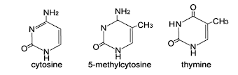 <p><span><strong>Single base changes</strong></span></p><ul><li><p><span>May change a single amino acid</span></p></li><li><p><span>May not change anything (synonymous mutation)</span></p></li><li><p><span>Most common is C-T change at a GC doublet</span></p></li><li><p><span>The C in a CG doublet may be methylated</span></p></li><li><p><span>Deamination changes the C to a T</span></p></li><li><p><span>During DNA replication the T would pair with an A instead of a G</span></p></li></ul><p></p>