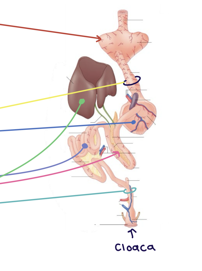 <p>Alimentary canal: Stomach, <strong>Gizzard</strong></p>