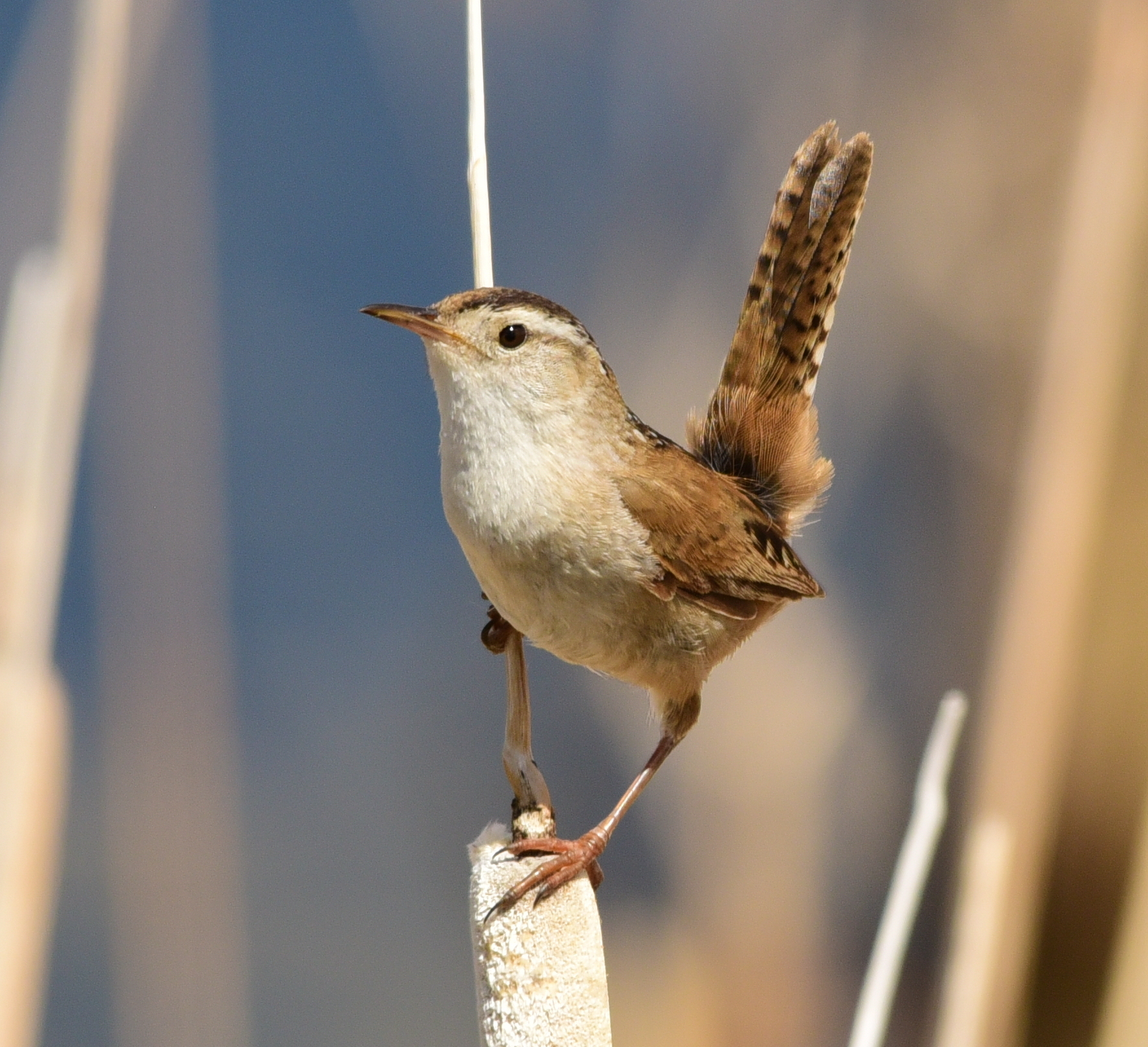 <p>Marsh Wren</p>