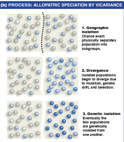 <p>vicariance in geographic isolation</p>