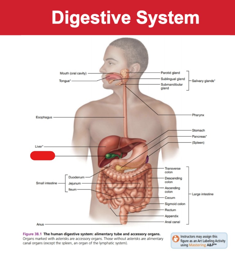 <p>Digestive System</p>