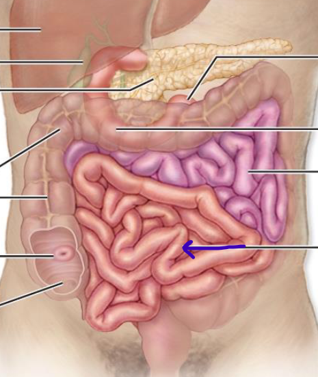 <p>inferior right part of coiled intestinal mass</p>