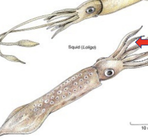<p>phylum, class</p>