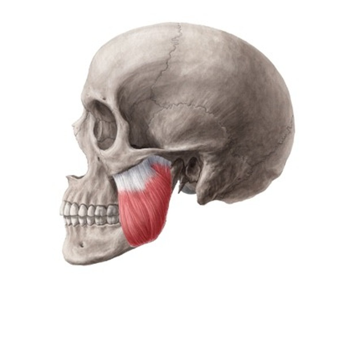 <p>Mastication, mandibular division</p>