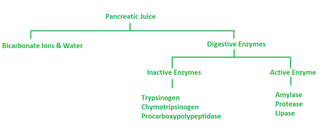 <p>Pancreatic juice contains</p>