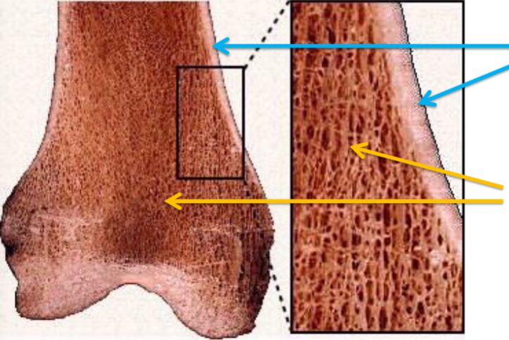 <p>label yellow arrows</p>