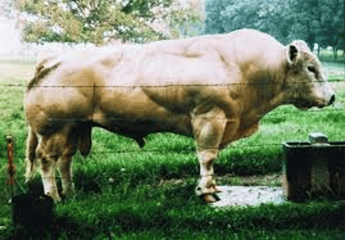 <p>Breed affected: Originated in Charolais & Belgium Blue (present in all breeds now)</p><p>Appearance: Myostatin mutation causes muscle enlargement w/ large grooves btw, causes structural problems (Females have small vulva/uterus, Males have small testis)</p><p>-Heterozygotes display some muscling (not completely recessive, intermediate) </p><p>Test: N/A</p>