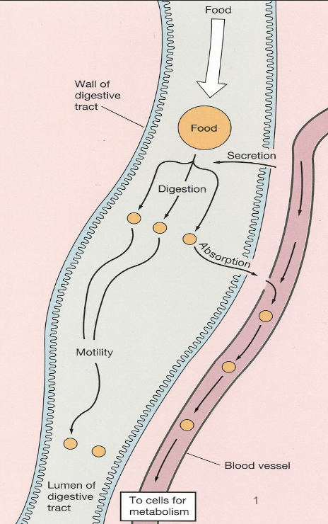 <ol><li><p>Motility</p></li><li><p>Secretion</p></li><li><p>Digestion</p></li><li><p>Absorption</p></li></ol><p></p>