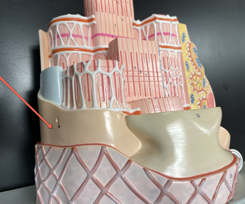 <p><span>Identify the layer at the tip of the pointer.</span></p>