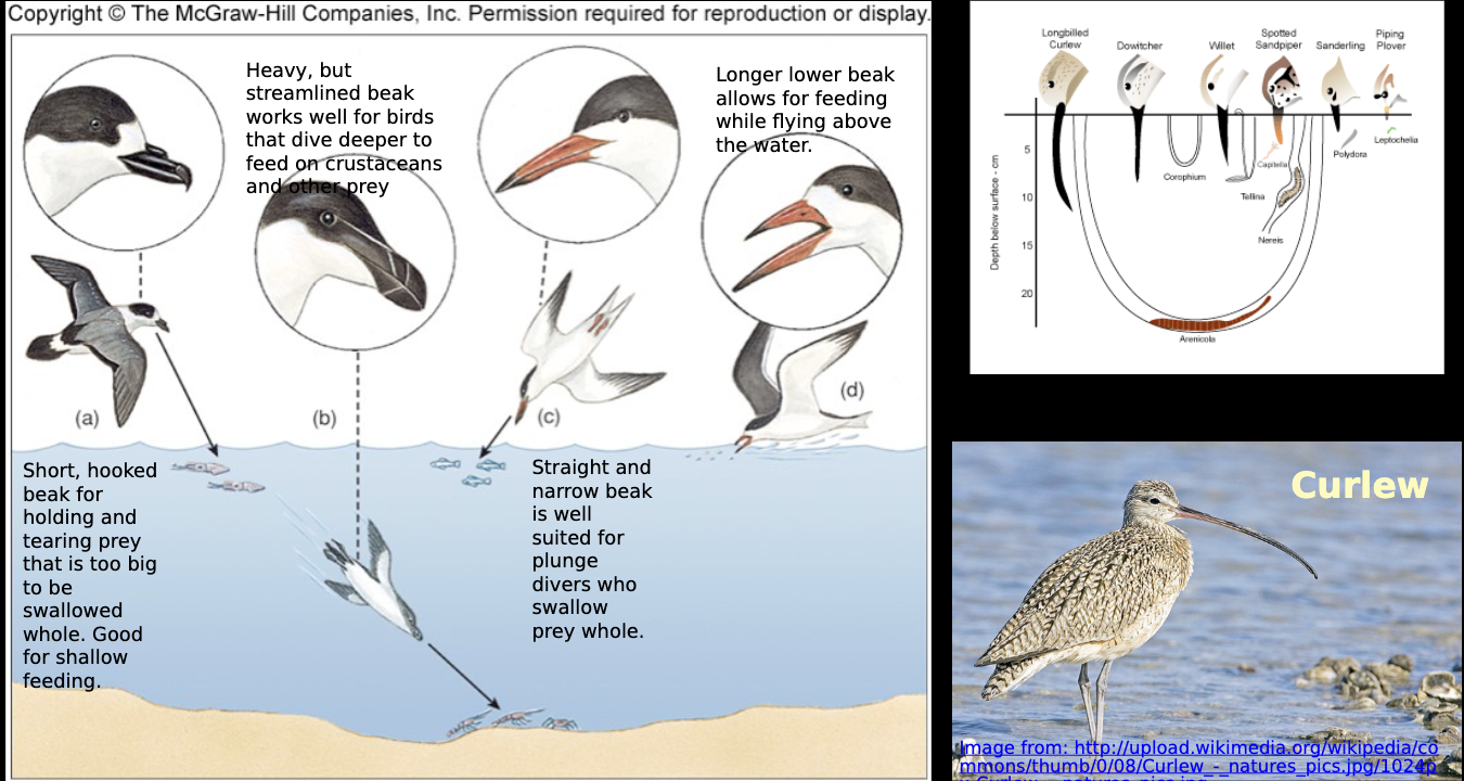 <p>A: short, hooked beak for holding and tearing prey that is too big to be swallowed whole. good for shallow feeding </p><p>B: Heavy, but streamlined beak. works well for birds that dive deeper to feed on crustaceans and other prey</p><p>C: straight, and narrow beak is well suited for plunge divers who swallow prey whole</p><p>D: Longer lower beak allows for feeding while flying above the water</p><p>E: (curlews) Exceptionally long sensitive downturned beak to  probe deep into mud to capture prey</p>