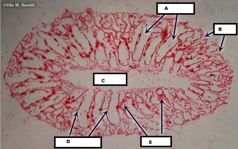 <p>B</p>
