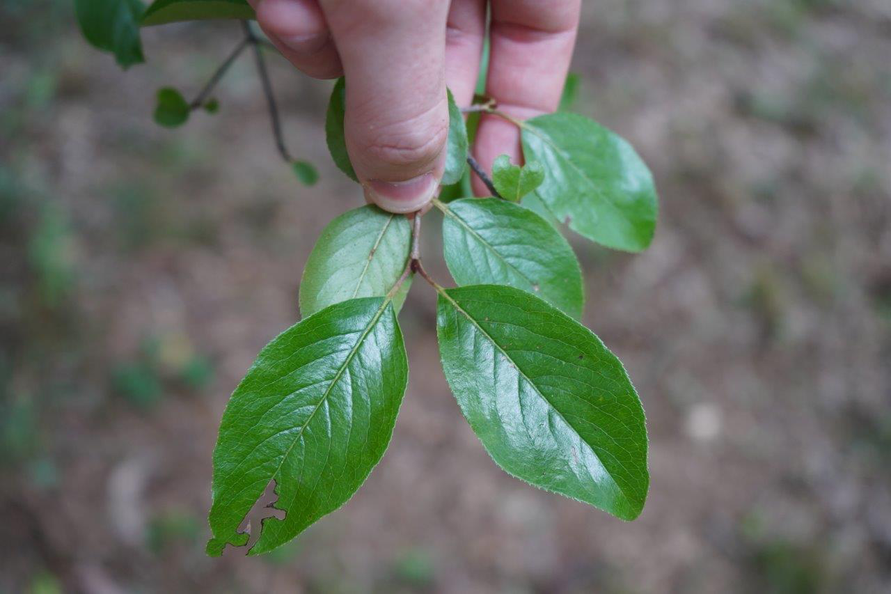 <p>Bark: Fuzzy valuate buds, spongy bark, shrub</p><p>Leaf: A bit circular, shiny on the top, covered in rusty hairs on the bottom, opposite</p><p>Fruit: Clusters on small white flowers, black drupe</p>