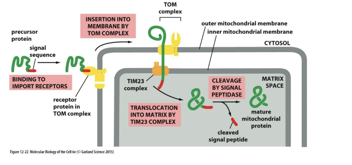 <p><span>The </span><strong>TOM complex</strong><span> (Translocase of the Outer Membrane) recognizes proteins with an N-terminal signal sequence and transports them across the outer membrane. The </span><strong>TIM complex</strong><span> (Translocase of the Inner Membrane) then facilitates their passage across the inner membrane into the matrix. After import, the signal peptide is cleaved, producing the mature protein.</span></p>